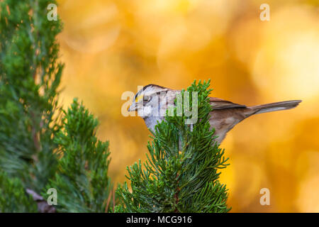 Bianco-throated Sparrow, Zonotrichia albicollis, nella Carolina del Nord e in novembre. Foto Stock