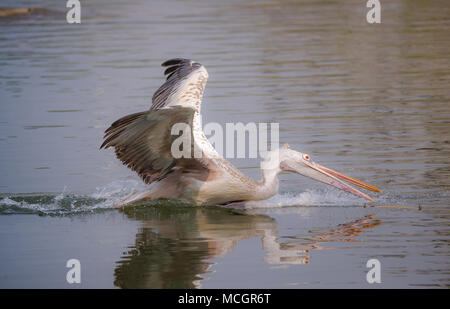 Una macchia di fatturato pelican il prelievo di un bastone per la nidificazione dal lago Foto Stock