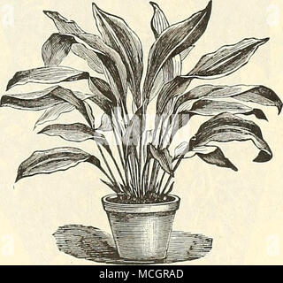 . ASPIDISTRA I.UKIDA. Begonia Rex. Abbiamo la più bella collezione di questo giustamente pentola popolare impianto in dodici molto bello varietà. 25 cts. ciascuna ; $2.50 per doz. Begonia Thurstonii. Un distinto e piuttosto arbustiva varietà con spessi e pesanti fogliame, che è di una ricca verde metallico al di sopra e rosso brillante sotto ; i fiori sono di un bel rosa, salendo ben al di sopra del fogliame. Come una lettiera impianto per un parzialmente ombreggiati posizionare questa varietà è ineguagliabile, 15 centesimi ciascuna ; $1,50 per dozzina. Foto Stock