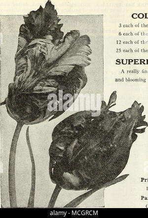 . Parrot o Dragon tulipani collezioni di tulipani doppia 3 ciascuno dei dieci varietà, 30 lampadine $2 45 postpagato 6 ciascuno dei dieci varietà, lampadine 60 4 75 " 12 ciascuna delle 10 varietà, 120 lampadine 9 00 " 25 ciascuna delle 10 varietà, 250 lampadine â 16 50 superba doppio misto primi tulipani davvero una miscela fine avente una buona gamma di colori, crescente alla stessa altezza e fioritura insieme. 75 cts. per doz.; $5.00 per 100; $40.00 per 1000. PARROT O DRAGON TULIPANI molto grandi fiori di singolare e pittoresco forme e colori brillanti; molto bella e interessante. I petali sono curiosamente frin Foto Stock