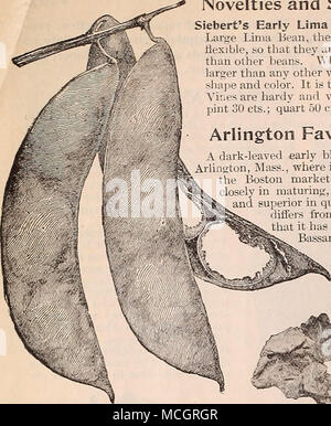 . Novità e specialità-continua. Siebert ai primi del fagiolo di Lima. Un miglioramento sulla grande Limn Bean, i baccelli essendo peculiarmente sottile e flessibile, in modo che siano più facilmente aperto e sgusciati rispetto ad altri fagioli. Quando in condizione foruss sono più grandi di qualsiasi altra varietà e molto bello nella forma e nel colore. Esso è la prima delle grandi Limas. I vigneti sono hardy e molto produttivi. Pkt. 10 cts.; pinta 30 cts.; quart 50 cts.; peck §2,00. Arlington sangue preferiti barbabietole un dark-lasciato presto la varietà di sangue, originati in Arlington, Massachusetts, dove è cresciuto estesamente per il mercato Boston. Foto Stock