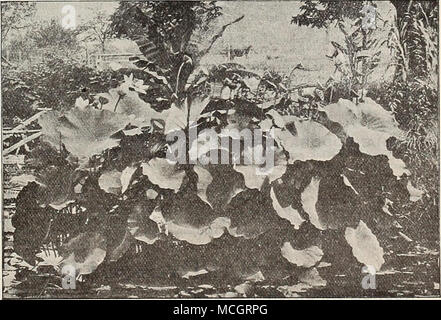 . Nelumbium Speciosum-Egiziana Lotus. NELUMBIUM SPECIOSUM. (Egiziana Lotus.) la ben conosciuta e rinomata specie. La sua superba fiori e magnifico fogliame producono una splendida sub-effetto tropicale. I fiori, che sono su un piede di fronte quando è completamente aperto, sono di un profondo colore rosa, con un morbido bianco crema alle basi dei petali; squisitamente profumati. Fioritura di tuberi o piante 75 cts. e $1,50, $7.50 per doz. La serie di sei varietà per $9.00. Foto Stock