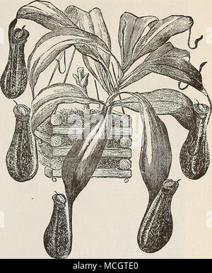 . Nepenthes (pianta brocca.) NEPENTHES. (Pitcher piante.) Abbiamo crescere sei varietà di scelta di queste piante interessanti. Ci riescono meglio piantati in cestelli appesi dal tetto della serra o conservatorio. Essi devono sempre essere completamente ombreggiato e arredato con un abbondante approvvigionamento di acqua. $2,50 a 3,00 dollari ciascuno. NEPETA GEECHOMA variegata. Forma variegata della nostra terra nativa-ivy o groundsel e uno dei più utili cestello e vaso di piante in coltivazione ; fogliame è verde chiaro con un largo bordo di bianco ; riesce in qualsiasi posizione. 15 cts. ciascuna ; $1,50 per dozzina. PASSIFLORA PFORDTI Foto Stock