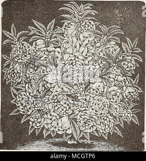 . Doppio Camellia-Flowered Balsamo. Balsamo da Apple. (Vedere Momordica.) BAEEOON VINE. Un rapido-pianta crescente ; riesce meglio in terreni leggeri e situazione calda ; fiori bianco ; metà hardy ; annuale di 5 piedi. 5272 palloncino vite [Girdiospermwn). Per oz. 20 cts.. 5 BAPTISIA. Una bella hardy pianta erbacea perenne che producono il segnale di PEA fiori a forma di picchi a 6 pollici di lunghezza. 5274 Bantisia, Australis. Blu brillante; 2i piedi... :.10 BARTONIA. Fiori Producingshowy, sopra il suo grigio e roverella thistle- come fogliame, che sono estremamente brillante sotto il sole. Seminare dove è di rimanere per non recare trasp Foto Stock