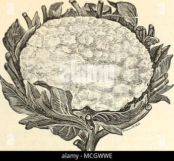 . Il cavolfiore. Dreer le prime Snow-Storm. La prima e la migliore di tutte per forzamento. Si tratta di una nana, con brevi le foglie esterne e possono essere piantati 2 piedi oltre ogni modo ; sempre sicuri di fare grandi teste fine prima di qualsiasi altro ed è il giardiniere fa- vorite. Pkt. 25cts.; oz. $6.00. Dreer selezionato Dwarf Erfurt. Uno dei primi nella coltivazione, piccolo-lasciava nana, per forzatura o terreno aperto, producendo molto solido bianco puro e capi di altissima qualità ; circa 15 pollici di alta. Pkt. 25 cts.; oz. $4.00. Inizio Dwarf Erfurt. Un preferito varietà precoce, molto produttiva, con grandi e compatta di colore bianco Foto Stock