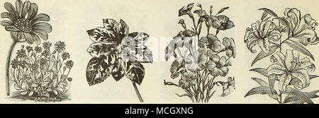 . Kaul=us5ia. LiNUM. LiLY- IPOMOPSIS. (Standing Cypress.), uno dei nostri più attraente di libero di piante fiorite, con •fogliame fine: bella per veranda o giardino decora- zioni; riesce in un luogo asciutto e ricco suolo, producendo picchi di lunga di abbagliamento di fiori colorati; semi-hardy biennali, bloom- ing la prima stagione se il seme è sown all'inizio la casa o hot-letto; 3 piedi. PER PKT. -5975 Elegaiis. Bella lunga picchi di flusso scarlatto- ers che assomiglia al Cypress vite 5 o980 bene mescolato. Di vari arancione e Scarlet-col- sottoposti a elaborazione OR fiori KAULFUSSIA 5. Auspicabile nana compatta libero-piante fiorite, re- se Foto Stock