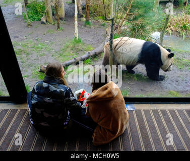 I visitatori osservano panda gigante maschile Yang Guang presso lo Zoo di Edimburgo, Scozia, Regno Unito Foto Stock
