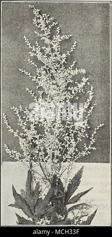 . Nuovo Anemone giapponese. (Offerti a pagina 196.) Aster bellezza Colwaia op. Artemisia Lactiflora. NEWALPINE ASTER. (Aster alpinus Magnificue.) un gigante a fiore sotto forma di questo dwarf Aster, i fiori completamente misura 2J pollici attraverso, di una ricca viola-porpora ombra, con centro di colore giallo. 20 cts. Ogni; $2.00 per doz. Nuovo HARDY AESTRI. Amellus, Beaute Parfalt. I migliori di questo tipo ancora introdotto. Esso cresce di circa 15 pollici alta; i fiori sono molto grandi di royal viola- viola con centro giallo e sono prodotti molto liberamente durante i mesi di luglio e agosto. La bellezza del col muro. Questo è senza dubbio uno dei Foto Stock
