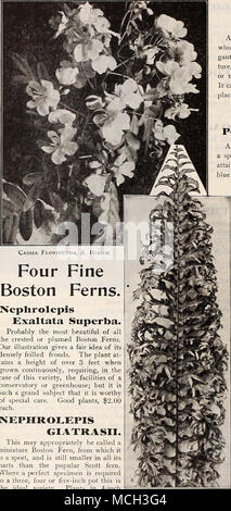 . Cassia Floribunda, A. Boehm. Quattro belle felci di Boston. Neplirolepis Exaltata superba. Probabilmente la più bella di tutte le crestata o piumati felci di Boston. La nostra immagine dà un'idea giusta della sua densamente frilled fronde. La pianta a- tains un altezza di oltre 3 metri quando cresciuto continuamente, richiedendo, nel caso di questa varietà, le strutture di un conservatorio o serra; ma questo è un grande tema che è degno di particolare attenzione. Buona piante, $"2.00 ciascuna. NEPHROLEPIS GIATRASII. Questo può essere appropriatamente chiamato una miniatura del Boston Fern, da cui esso è lo sport, ed è ancora più piccolo Foto Stock