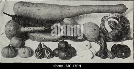 . Goukds ornamentali. Godetia. GNAPHALIUM. (Edelweiss.) PER PKT. 2581 Leontop odium. Trovate principalmente sulle Alpi di Svizz- land. Le sementi devono essere seminate in un telaio a freddo o serra fredda inizio nella primavera in padelle basse in suolo sabbioso e leafmold, e mantenuto fresco e umido; fa meglio su un rockery con il nord del expos- ura 15 verga d'oro. 'Solidago canadensis). 2601 Il ben noto gol- den giallo; preferiti ardito perenne; da 2 a 5 piedi. J oz., 15 cts.. 5 Foto Stock