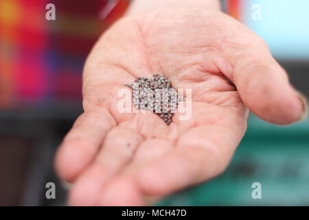 Semina. Semi di rapa "Curly Scarlet' sono seminate in semina compost da un maschio di giardiniere in primavera, REGNO UNITO Foto Stock