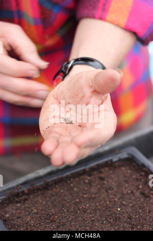 Semina. Semi di rapa "Ricci" scarlatto foglie di cavolo sono seminate in semina compost da un maschio di giardiniere in primavera, REGNO UNITO Foto Stock
