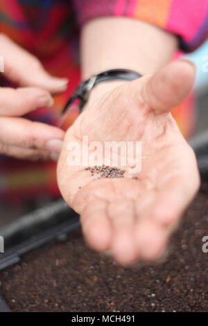 Semina. Semi di rapa "Ricci" scarlatto foglie di cavolo sono seminate in semina compost da un maschio di giardiniere in primavera, REGNO UNITO Foto Stock