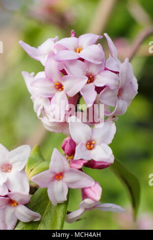 Daphne bholua 'Jacqueline Postill', tarda fioritura invernale, molto profumato arbusto, REGNO UNITO Foto Stock