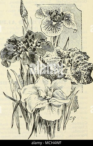 . Iris giapponesi. Il nuovo ibrido Iris alpino e gli ibridi di Iris Pumila offerti sulla pagina precedente non dovrebbe essere trascurato. Foto Stock