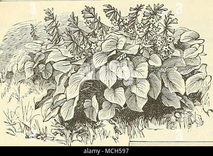 . FUNKIA (Giglio piantaggine) PlanUiin I.ilies sono tra le pianure più semplice per gestire ; il loro ampio, massive fogliame li rende attraente per i soggetti tlie confine anche quando non sono in fiore, che meritano ampia cultivalion, Ccerulea. Blu, grandi foglie verdi. (Vedere taglio.) Glauca. L.arge, vistosi, glnucous-fogliame verde fiori lilla. Subcordata grandlflora. Bianco puro, Lily a forma di fiore profumato.- in larije cluster . Undulata media picta -^ -' fiori viola f Thos. Hogg. Gieen e variegato bianco foli.'Ige, 12 a 1,5 pollici suo FLâ ^;KIA CCERULE.^. Geranio. (Gru è Bill.) Ibericum. Grande p Foto Stock