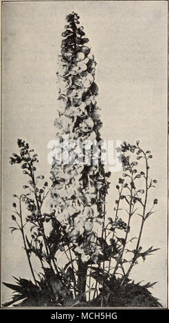 . Nuovo Delphiniums annuale (chinensis) 2227 Cambridge blu. Un blu o annuale Chinensis Delphinium superando di molto Belladonna in brillantezza. Si tratta di un ricco blu chiaro. Abitudine di crescita da circa due a tre piedi alto e dovrebbe fornire un prezioso fiori recisi (vedere illustrazione). 25 cts. per pkt.; speciale pkt., 60 cts. 2226 Blue Butterfly migliorata. Ricca ultra-marine blue; altezza un piede, eccellente per il giardino di roccia. È cts. per pkt.; così cts. per J oz. (Per l'elenco generale dei Delphiniums, vedere pagina 83.) Digitalis (Foxgloves) 2361 Giant Shirley misto. Senza dubbio il miglioramento più grande mai realizzata in Foxglove Foto Stock