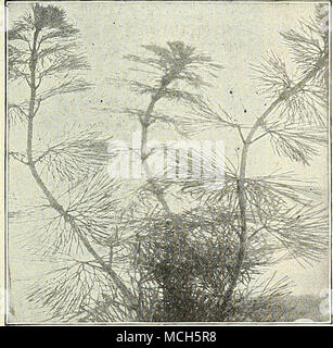 . Cabomba Viridifolia (Washington) erba Cyperus. Vari tipi. (Vedi pagina 112). Eichhornia [giacinto d'acqua). (Vedi pagina 112). Limnobium Spongla [Frog-Bit americano). Verde scuro, a forma di cuore in foglie, violaceo al di sotto. 10 cts. Ogni; $1 00 per doz. Limnocharis ( acqua papavero). (Vedere a pagina 112.) Ludwigia Mulerttii. Un impianto sommerso con steli flottanti; le piccole foglie ovali sono di un luminoso verde bronzea : piccoli fiori gialli prodotta al di sopra dell'acqua. 15 cts. ciascuna ; $1,50 per doz. riyriophyllum [Parrot's giù). (Vedi pagina 112). Pistia Stratiotes [acqua lattuga). Un molto ornamentali piante di acquario ; fo Foto Stock
