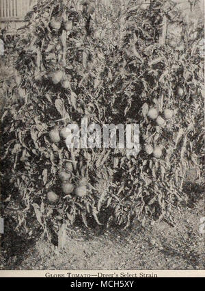 . E pomodoro-Dreer seleziona il ceppo costringendo i pomodori 900 cometa. Frutti di medie dimensioni, ricca di scarlatto, e di buona qualità. Pkt., è cts.; § oz., 30 cts.; oz., 50 cts.; ho lb., $1.50. 921 Lorillard. Rosso brillante, liscia, presto. Pkt., 15 cts.; § oz., 30 cts.; oz., 50 cts.; | lb., $1.50. Conservare i pomodori l'elenco sotto riportato comprende tutte le popolari frutto grosso in miniatura di ogni tipo. Essi sono tutti enormi troncatrici e senza eccezione di rendere Delicious e conserva interessanti. 944 fragola o massa 931 Red Cherry 932 Ribes rosso.. 933 Red Peach 934 Red Pera 935 Rosso di prugna 953 Giallo Cherry 955 Giallo Pera.... 956 Yello Foto Stock