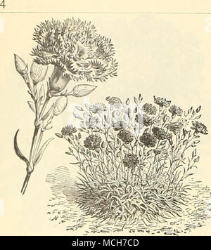 . Dreer del dicembre Speqal listino prezzi. r- Garofano, Maeuuerite. Canna. Dwarf grande fioritura francese. Chas. Henderson, crimson Egandae, così//curran/ri&amp;!a.., soft rosy carmine Queen Charlotte, scarlet, edgedyellmv . . Vice Pres. l.uziet, ricco rosso ciliegia più elette varietà miste lb. gi.25. Garofano, ammenda doppio misto doppio più elette miscelati inizio flg. Vienna, doppio misto o perpetua Tree Chaubaud mista il doppio misto perpetua .... Marguerite, bianco " rose '' scarlatto. * 'Â crimson " viola Carnation.âContinued. Marguretie, striped " migliori miscelati " Giant mista . Celosia Foto Stock