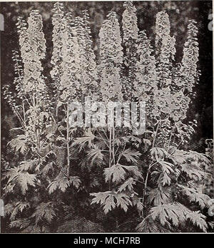. Dreer De Luxe Delphiniums ibrido Delphiniums Hardy Larkspur Per doz. Per 100 molto libera flower- Belladonna migliorata. ing turchese-blu Bellaiaosum. Un profondo blu forma di Bel- ladonna Chinense. Libera inizio profondo blu -albuxa. Bianco puro Dreer De tuxe ibridi. Un ulteriore ammenda ceppo di ibridi misti Dianthus $1 25 $10 00 1 25 1 25 1 25 10 00 10 00 10 00 1 50 12 00 1 25 10 00 Arenarius. 3 pollici pentole Barbatus (dolce "William). Newport rosa. 35^ pollici pentole 125 10 00 - Scarlet bellezza. 314 pollici pentole 1 25 10 00 - "bianco. 3 54 pollici pentole 125 10 00 - Misti. Tutti i colori. 354 pollici pentole 1 25 10 00 Cassio Foto Stock