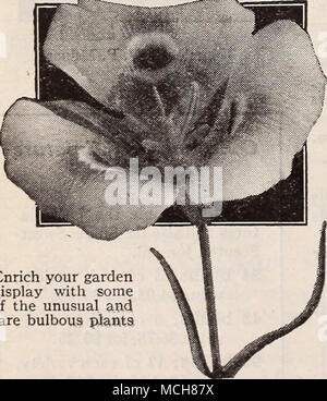 . Arricchire il tuo giardino display con alcune delle insolite e rare piante a bulbo Calochortus-La Mariposa o farfalla Tulip-un grazioso native Western pianta bulbosa che si è dimostrata del tutto hardy nei nostri paesi membri. Hardy Bulbi Bulbi Hardy portare ai nostri giardini una ricchezza di fiori colorati. Tutti loro sono facili da far crescere e da quelli che fioriscono durante la primavera sono particolarmente benvenuti. Anche se sono piccoli sono veramente belli. Prendiamo ad esempio il bucaneve, Chionodoxa, o crocus che saluto noi subito dopo l'ultimo di la neve si è sciolta. Scillas e uva giacinti continuare a t Foto Stock