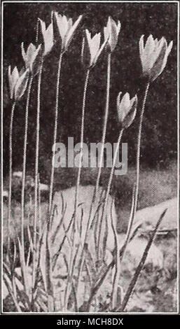 . Tulipa Clusian."i Clusiana {piccola signora o Ccindyslick Tulip). Un piccolo delizioso fioriture allungato splendidamente segnato con un grande ricco chiazza cremisi che si diffonde in un bordo bianco. (Iraccful anil robusto. 14 pollici. 3 PER 22c; 12 per 75c; 100 per $5.50. Questi Tulipani botanici hanno una grazia e fascino tutto loro. Essi sono estremamente popolare per il rock garden semina e sono ugualmente belle piantati nella frontiera dove un intrico di una dozzina o così creerà un interessante e affascinante immagine. Mentre alcuni di loro sono piuttosto piccolo se confrontato con il giardino varietà, hanno una grazia e dainriness tha Foto Stock