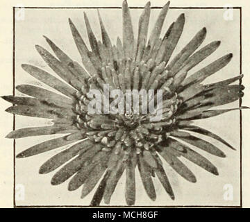 . Gerbera Gerbera Jamesoni Jamesoni Transvaal Daisy grumi forte per la fioritura invernale Double-Flowering ibridi. In colori misti soltanto. Ogni; S20.00 per doz. Single-Flowering ibridi. In colori misti soltanto. Ogni; $10,00 per doz. $2.00 $1.00 Nuovo doppio Hibiscus dalle isole hawaiane più adatto per piantare nel sud degli Stati Uniti. Giallo arancione rosso giallo con occhio rosa siamo in grado di fornire il al di sopra di 4 colori distinti in forte, innestati, 6 pollici per le piante in vaso Sl.OO ciascuno. Hoya-Wa* pianta carnosa. Un interessante, gestito facilmente pianta di casa di arrampicata abitudine idoneo per crescere su un traliccio o altro suppo Foto Stock