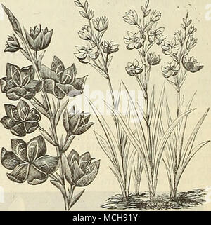 . Schizostylis Coccinea. SEASONABLE B00KS 6F riferimento. La cultura di asparagi, Bridgeman's del giardiniere, Assistente . Downing di frutta e di alberi da frutto di America, " Frutti selezionati, Elliott di prato e alberi di ombra, felce Libro (Cooke), Pesce sui bulbi " " crisantemi, Heinrich la finestra del giardino Henderson pratico della floricoltura, .... " Il giardinaggio per piacere, . . " Hand-Book di piante, Hoopes il libro di sempreverdi, 50 00 00 50 00 50 00 25 75 00 00 00 00 Johnson del giardiniere Dizionario, $3 00 " Inverno vegetazione a casa ... Ho 00 Kemp il giardinaggio, .... 2 50 Loudon's Foto Stock