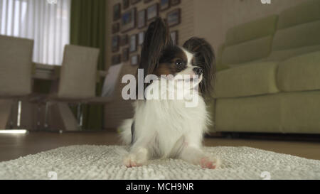 Cane Papillon giace sul tappeto nel soggiorno Foto Stock