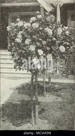 . Tree-Sh.iped Rose Rose Tree-Shaped siamo lieti di essere in grado di vera buona pianta^con steli 36 Betty Betty Uprichard Caroline Testout Columbia Frau Karl Druschki Generale MacArthur Gruss e Teplitz potentato imperiale il giorno di indipendenza indiana Kaiserin Augusta Victoria Killarney doppia Bianca Signora Alice Stanley Lady Prezzo Ashtown. Qualsiasi dei sopra, $3.! ofl'er un piacevole assortimento di questi a 42 pollici ad alta. Lady Hillingdon Signora Ursula Meigna Gharta Mme. Butterfly Mme. Edouard Herriot Sig.ra Aaron Ward la Signora Henry Morse Ofelia Padre radianza radianza rosso Souv. de Claudio Pernet Souv. de Georges Foto Stock