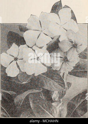 . Vinca rosea Guide giardino (Amatori del giardiniere Handbook). $1.00 per copiare, postpagato Foto Stock