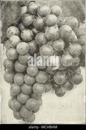 . Hardy uva fragola piante una selezione di ben provato tipi standard, che combinano tutte le qualità ricercate in alto grado di bacche per il giardino di casa. Big Joe. Media stagione. Acquavite di vino. Media stagione. Chesapeake. In ritardo. Inizio Jersey gigante. Inizio. Gandy del premio. In ritardo. Glen Maria. Media stagione. Prezzo. 60 cts. per doz. Lupton. In ritardo. Marshall. Inizio a metà stagione. Premier. Molto presto. Il senatore Dunlap. Media stagione. Il successo. Inizio. William cinghia. In ritardo. .50 per cento; $20,00 per 1000. Autunno-fruttificazione le fragole tre varietà qui offerti dopo accurata sperimentazione sono stati scelti come il meglio del Foto Stock