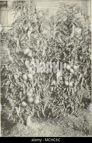 . Globo pomodoro-Dreer seleziona il ceppo costringendo i pomodori 900 cometa. Frutti di medie dimensioni, ricca scarlatto, e buona qual- ità. Pkt., 15 cts.; oz., 30 cts.; oz., 50 cts.; lb., $1.50. 921 Lorillard. Rosso brillante, liscia, presto. Pkt., 15 cts.; oz., 30 cts.; oz., 50 cts.; lb., §1,50. Conservare i pomodori l'elenco sotto riportato comprende tutte le popolari frutto grosso in miniatura di ogni tipo. Essi sono tutti enormi troncatrici e senza eccezione di rendere Delicious e conserva interessanti. Pkt. 944 di fragola o ciliegia macinata. $0 15 931 Red Cherry 932 Ribes rosso 933 Red Peach 934 Red Pera 935 Rosso di prugna 953 Giallo Cherry 955 YE Foto Stock