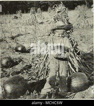 . Ruibarbo Rabarbaro, Sp. Rhubarbe, Fr. 1YI I J J &GT;^1A.JL&GT; Rhabarber, Ger. Uno oncia di seme a 125 piedi di trapano. Cultura - buona piante sono facilmente coltivati in qualsiasi buon terreno da giardino. Seminare sementi sottilmente in Trapani poco profonda 1 piedi di distanza, sottile da 4 o 5 pollici. Tenere il terreno sciolto e libero da erbacce. Le piante sono suscettibili di variare notevolmente. Scegliere la più forte e. In autunno o primavera seguente, trapianto al letto permanente, 4 piedi oltre ogni modo, nel profondo e caldo e molto ricco terreno. Il più concime migliore stocchi. 830 Linnaeus. Una buona seconda presto, molto grandi e un forte produttore. Mos di gambi Foto Stock