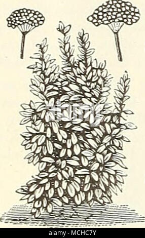 . Erbe aromatiche (dolce, pot e medicinali) cultura - Erbe delizia in una ricca, mellow terreno. Seminare i semi in primavera in Trapani poco profonda, 1 piedi di distanza; quando fino a una distanza di pochi centimetri sottile fuori alla giusta distanza, o trapianto. Essi dovrebbero essere tagliati in un giorno asciutto poco prima di entrare in piena fioritura, legati in mazzi e appeso o diffondere sottilmente su un piano dove sono in grado di asciugare rapidamente. Quelli contrassegnati con un * sono perenni. Le piante di varie erbe perenni sarà trovato offerto a pagina 212. 5010 anice. Per la farcitura e per liquori. Pkt., 10 cts.; oz., 35 cts. 5012 *Balsamo. Il limone-profumato. Usato per il tè o del balsamo di vino. P Foto Stock