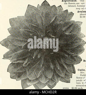 . Dahlia decorative. AiiuN Ra adorazione. Attraente soft rosa, da medie a grandi dimensioni, un coltivatore di forte e molto libera-fioritura. Uno dei migliori del suo colore e molto attraente sotto la luce artificiale. 75 cts. ciascuna. Altesse. Una gemma di un luminoso buttercup-giallo, ombreggiature più profondo al centro un grande fiore perfetto, molto libero e presto. $2.00 ciascuna. Amigo. Di grandi dimensioni e la meravigliosa colorazione, un dorato brillante illuminato con un tramonto illuminano i petali profondamente schisi aggiunge grandemente per la sua attrattiva. $1.00 ciascuna. Amulet. Un nuovo e distinto di colorazione, una luce di diaspro rosso con salmone dorato suffusion simili Foto Stock