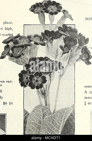 . PLAXyCODON GRANDIFLORtJM MI PIACEREBBEI.V.XNTHUS Polyanthus (Primula Elatior) appariscenti e inizio della primavera, free-piante fiorite, bene per entrambi i pot o coltura esterna; hardy perennials: 12 pollici. per pkt. 3677 invincibile gigante. Onu- doubtedly il ceppo più raffinati in coltivazione, contenente aU colori dal bianco purissimo ai più ricchi crimson $0 25 3680 Inglese misto. Un bel grado; tutti i colori 15 Foto Stock