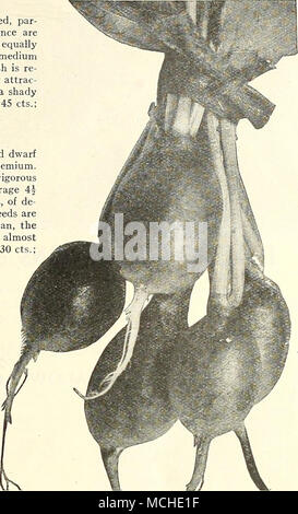 . Globo pomodoro-Dreer seleziona il ceppo Dreer cardinale del globo cardinale di rafano rafano globo 770 tra un certo numero di poco il rosso rotondo Ravanelli approfitta- in grado, questo è facilmente uno dei più affidabili in quanto per- detta esposizione può provocare effetti nocivi sulla salute uniforme globi rotondi entro 30-35 giorni dalla semina semi. È più interessante del cardinale brillante di colore rosso, con pura carne bianca, di delicata freschezza e sapore delizioso. Altrettanto utile per far crescere sotto vetro in frame o serre nonché per primi la semina all'aperto. Pkt., 10 cts.; oz., 20 cts.; lb., 50 cts.; lb., $1.75. Marglobe pomodoro (vedere colorato plat Foto Stock