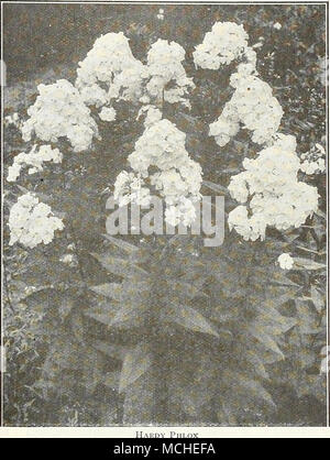 . RDY Phlox Collezione generale HARDY PHLOX Albion. Bianco puro, con un debole effetto occhi rossi. Bacchante. Tyrian-rose, con un crimson-carmine occhio. Champs Elysee. Un rosato brillante-magenta; molto efficace. Eclaireur. BriUiant roseo-magenta con leggero alone. Elizabeth Campbell. Salmone brillante-rosa, con leggera shad- rali e rosso scuro occhio; uno dei handsomest e più attrac- tivo. Europa. Una varietà bianca, con un deciso crimson-carmine occhio. I singoli fiori e travi di dimensioni molto grandi. Jeanne d'Arc. Una buona tarda fioritura bianco puro. Jules Sandeau. Grande e bel molto libera fioritura rosa puro. La vaga. Malva puro Foto Stock