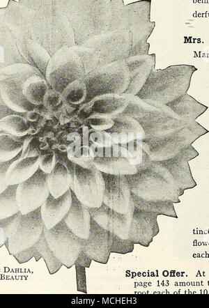 . La sig.ra Edna Spencer (Inglese Cactus). Uno dei migliori della stretta petaled varietà di cactus, grandi fiori sono pro- duced su steli vigorosi e sono di più delicato lavanda-colore rosa con il bianco suffusion. Uno dei migliori per il taglio, in cui il colore è di un colore che è universalmente ammirati; i fiori hanno vinto- derful qualità duratura. 75 cts. ciascuna. La sig.ra I de Ver Warner. Il più noto e uno del giudice Marean le migliori presentazioni. Un meraviglioso dalia che ha giustamente guadagnato una reputazione ottima, produce grandi masse di assolutamente fiori perfetti in tutte le condizioni. A colori è di tha Foto Stock