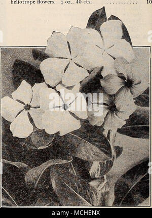 . Vinca rosea Guide giardino (Amatori del giardiniere Handbook). $1.00 per copiare, postpagato Foto Stock