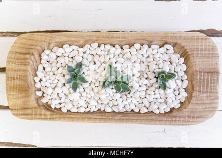 Succulente, bianco pepples e tabella vintage Foto Stock