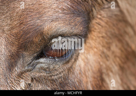 Close-up studio fotografico di Konik cavalli selvaggi eye Foto Stock