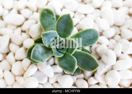 Isolato succulente verde sul letto di ghiaia bianca Foto Stock