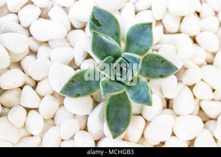 Isolato succulente verde sul letto di ghiaia bianca Foto Stock