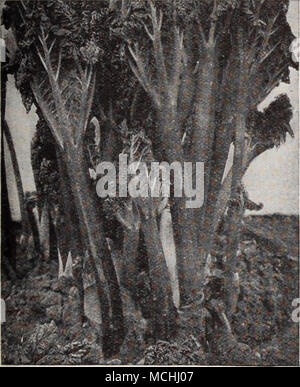 . Rhubarbe, Fr. Ruibarbo Rabarbaro, Sp. Rhabarber, Ger. Uno oncia di seme a 125 piedi di trapano. Cultura - buona piante sono facilmente coltivati in qualsiasi buon terreno. Seminare sementi sottilmente in Trapani poco profonda 1 piedi di distanza, sottile da 4 o 5 pollici. Scegliere i più forti e più belle piante e in autunno o primavera seguente, trapianto al letto permanente, 4 piedi oltre ogni modo, nel profondo e caldo ricco terreno. Il più concime migliore stocchi. 830 Linnaeus. Un buon inizio, molto grande e una forte coltivatore. Gli stocchi prevalentemente di colore verde intenso, rotondo e di buona qualità. Pkt., 10 cts.; oz., 25 cts.; |lb., 75 cts. 832 Victoria. Uno splendido inizio sor Foto Stock