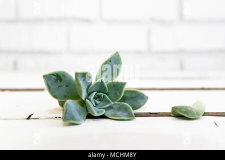 Il dessert rose succulenta su vintage white lavato table top Foto Stock