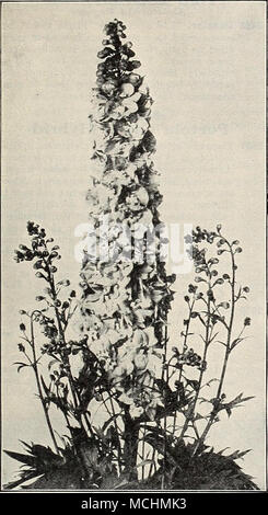 . Nuovo Delphiniums annuale (Chinensis) 2227 Cambridge blu. Un blu o annuale Chinensis Delphinium superando di molto Belladonna in brillantezza. Si tratta di un ricco blu chiaro. Abitudine di crescita da circa due a tre piedi alto e dovrebbe fornire un prezioso fiori recisi (vedere illustrazione). 25 cts. per pkt.; speciale pkt., 60 cts. 2226 Blue Butterfly migliorata. Ricca ultra-marine blue; altezza un piede, eccellente per il giardino di roccia. 15 cts. per pkt.; 50 cts. per oz. (Per l'elenco generale dei Delphiniums, vedere pagina 83.) Digitalis (Foxgloves) 2361 Giant Shirley misto. Senza dubbio il miglioramento più grande mai realizzata in Foxglove Foto Stock