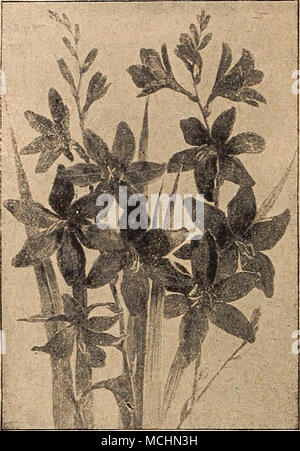 . MONTBRETIAS MARSHALLIA Trinervis. Una pianta utile per un ombroso, punto umido, di neat abitudine, circa 15 pollici alto, cuscinetto liberamente da giugno a agosto capi di fiori bianchi, oscurata carne. 25 cts. Ogni; $2.50 per doz. MERTENSIA (BiueBeiu Virginlca). Un inizio di primavera-fioritura delle piante, in crescita di circa 1 per lj piedi alto, con droop- ing orecchie di bello azzurro fiori, Dissolvenza al colore rosa chiaro; uno dei più, inter- esting della nostra nativa fiori di primavera; maggio e giugno. 25 cts. Ogni; $2.50 per doz. HOXARDA (bergamotto) vistose piante che crescono da 2 a 3 piedi alto, riuscendo a qualsiasi terreno o posizione, con un Foto Stock